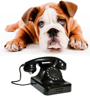 Hund med telefon